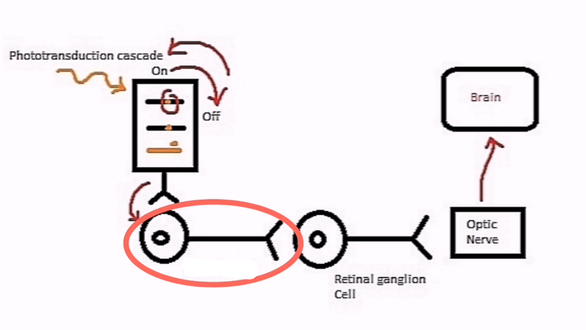 <p>When the rod is turned off, the rhodopsin in our rods will send a signal and therefore will turn on ________.</p>