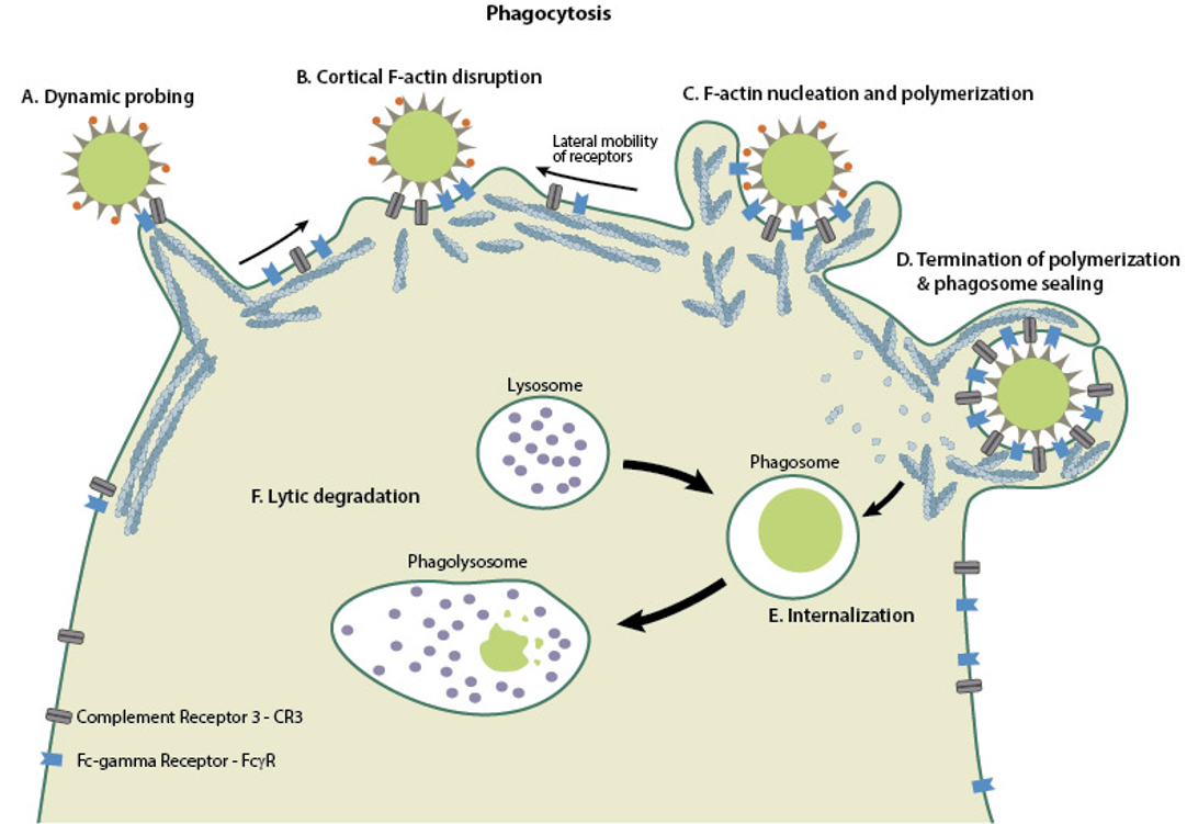 * %%**surface receptors**%% bind %%**bacterial ligands**%% on the outside of the cell
* %%**PI3-kinase is activated**%% on cytoplasmic side of membrane
* PI3-kinase converts PIP2 to %%**PIP3**%%
* %%**actin polymerization**%% is stimulated, which pushes out on the membrane
* membrane grows around the bacteria until it meets itself on the other side (%%**pseudopods fuse**%% together)
* %%**phagosome**%% is formed: membrane-bound compartment inside the cell
* fusion with lyosome forms the %%**phagolysosome**%%