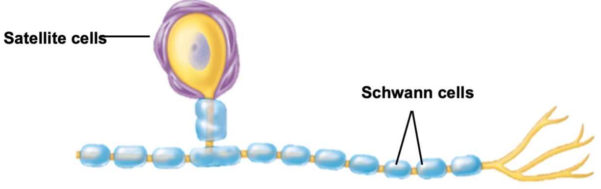 
1. Support and protect neurons
2. Two types

* Schwann cells
* Satellite cells 