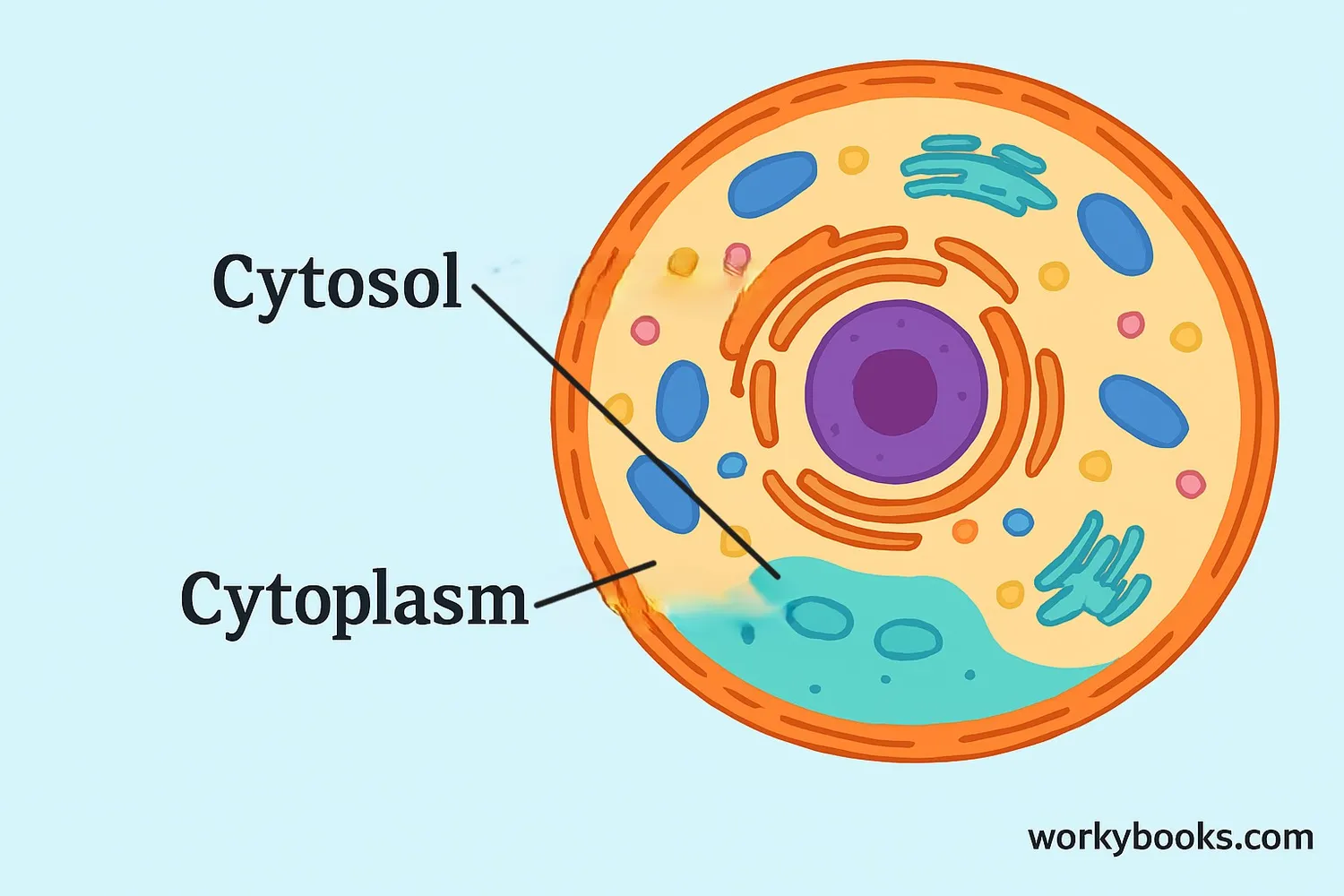 <p>Protoplasm that exists outside the cells nucleus</p>