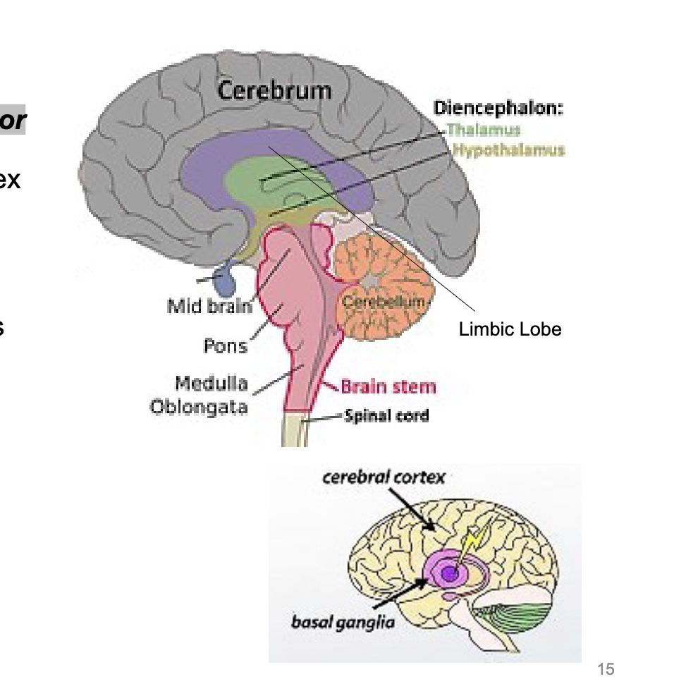 <p><span style="color: rgb(0, 0, 0);"><span>• parts of the brain and nuclei that are<br>inferior or lie below the cerebral cortex or<br>cerebrum of the brain<br>• Brain functions that occur in the subcortex<br>are referred to as “subcortical”<br>• Contains:<br>1. Deeper sections of the forebrain:<br>1) Basal ganglia - control voluntary<br>motor movement, muscle tone, as<br>well as executive functions and<br>emotions<br>2) Diencephalon: thalamus,<br>hypothalamus, pituitary gland and<br>optic tract)<br>2. Limbic structures (see later slide for<br>ones not also part of the forebrain)<br>3. Brain stem - midbrain, pons, medulla<br>oblongata<br>4. Cerebellum<br>Limbic Lobe</span></span></p>