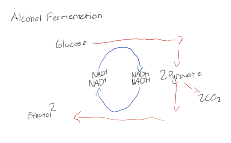 <p>Has glycolysis as well but the pyruvate is converted into ethanol instead</p>