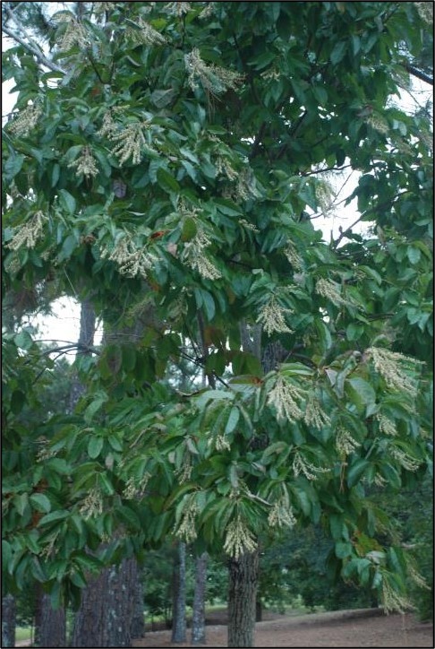 <p>Genus</p>