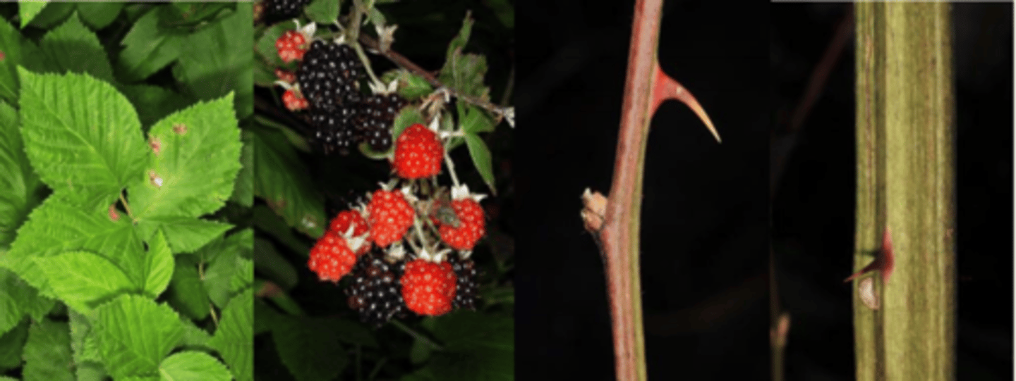 <p>Appearance: erect shrub, the branches occasionally to 8’ and arching high being supported by surrounding trees or shrubs </p><p>Leaves: alternate; thick and often wrinkled; leaflets on flower canes 3, on primary canes 5; end leaflet on primary canes 3¼- 5” long, or 2-3 times longer than broad; the lower pairs smaller, ovate to obovate and tapering at both ends; margins sharply serrate; upper surface dark, dull green, smooth; lower surface paler, pubescent; leaflets on flower canes smaller. </p><p>Canes: primary green to reddish; ribbed (angled); numerous prickles, straight or recurved; flower canes are brown and ribbed. </p><p>Fruit: June-August; fruit stalks ½ - 1” long; deep violet to black, glossy, juicy, sweet globe- or cylinder-shaped, about ¾” long. </p><p>Silvics: occurs in open woods. Along bluffs, thickets and open valleys</p>