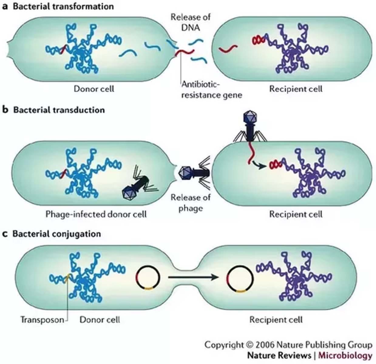 <p>Many bacteria contain plasmids that carry genes that benefit the bacterium (EX antibiotic resistance)</p><p>May also carry virulence factors</p><p>Helps increase bacterial diversity and thus permits the evolution of a bacterial species over time</p><p>Through the methods of :</p><p>Transformation</p><p>Conjugation</p><p>Transduction</p>