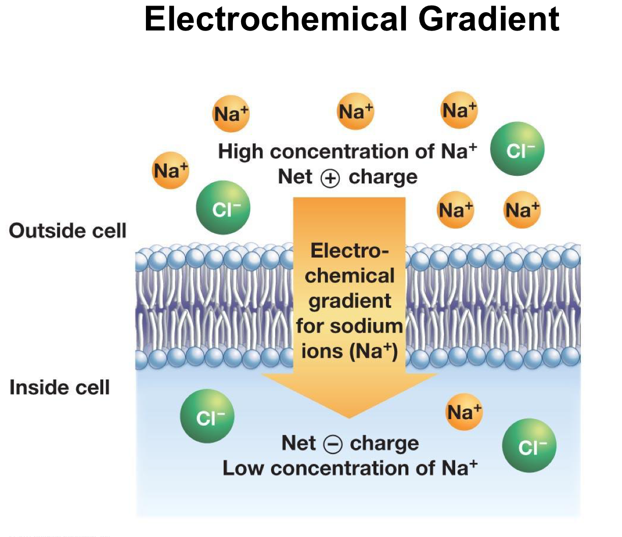 <p>electrochemical gradient</p>