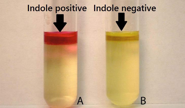 <ul><li><p><strong>Determines the ability to ferment the amino acid <u>tryptophan</u> into indole, ammonia, and pyruvic acid</strong></p><ul><li><p>After incubation, add Kovac solution, let stand for 5 minutes</p></li></ul></li></ul><p></p>