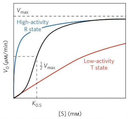 <p>Phosphorylation ACTIVATES enzyme</p>
