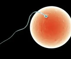 <p>fertilized egg</p>