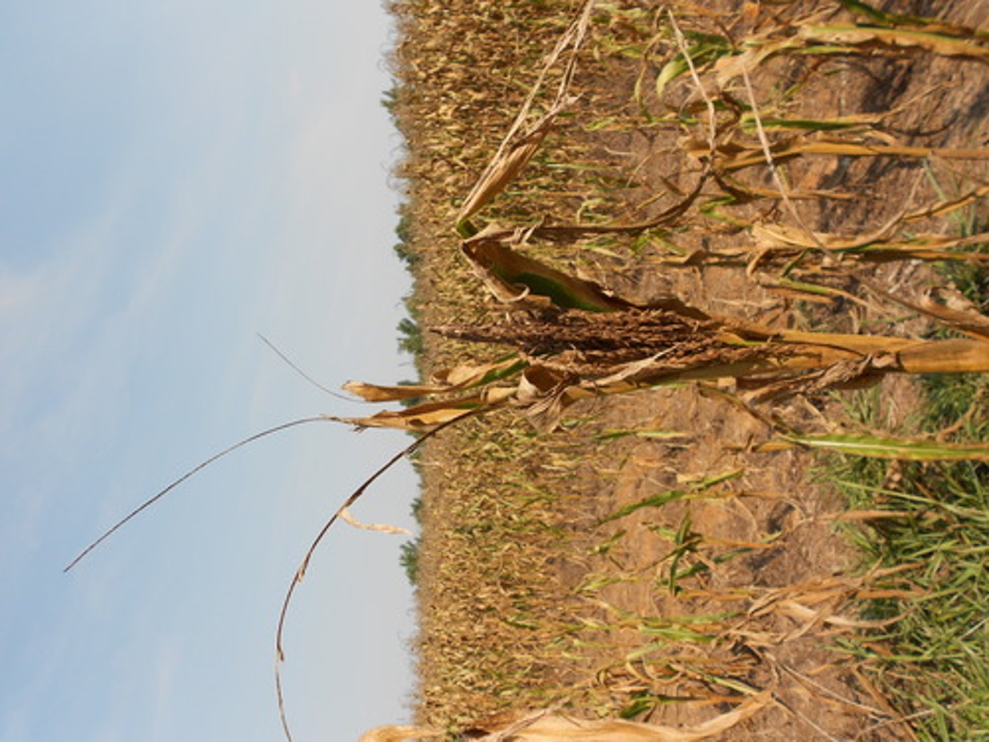 <p>By 1900, the average farmer had nearly 150 acres of land under cultivation. However, when THIS hit the Plains between 1885 and 1890, many bonanza farms folded.</p>