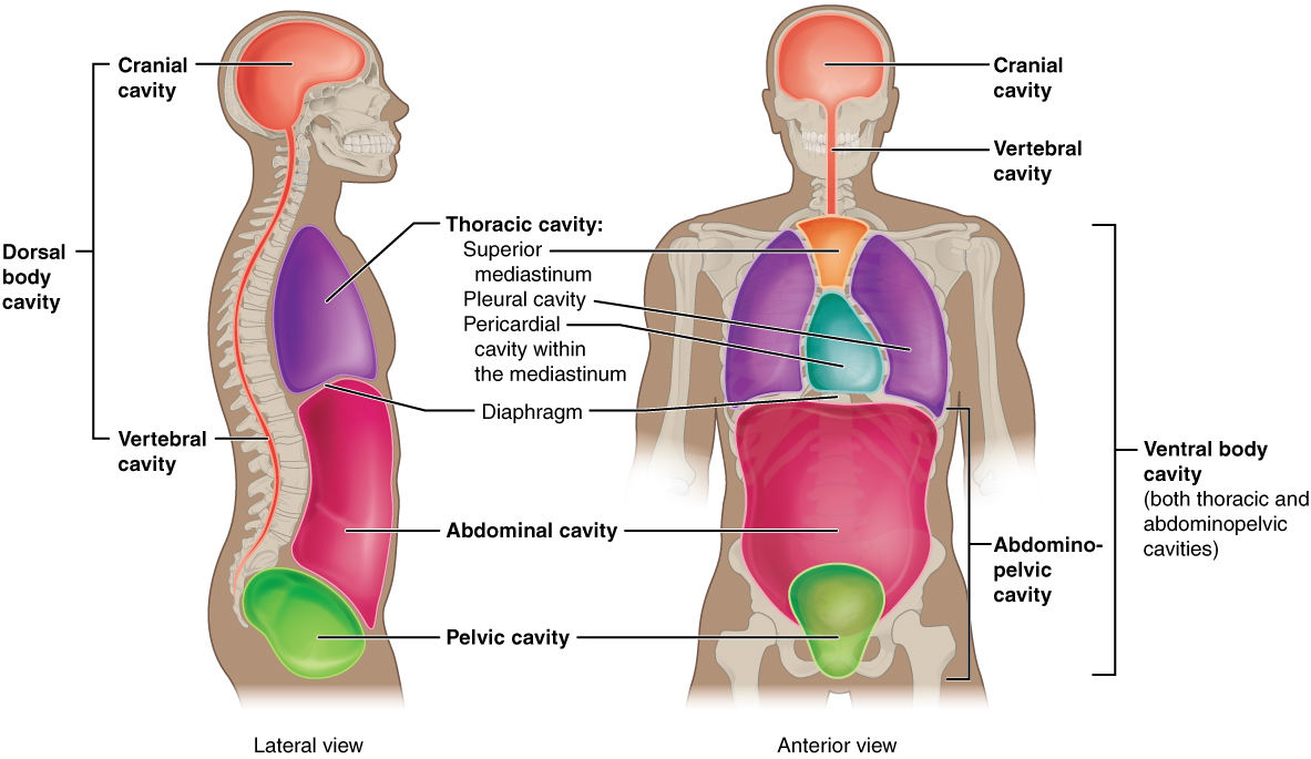 <p>Contains the trachea, bronchi, lungs, esophagus, heart, and thymus gland</p>