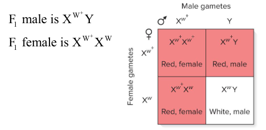 <p>Fill in the blank…</p><p>In Morgan’s experiment, there was a 4.4:1 ratio of red to white eyes in the F<sub>2</sub> generation. This deviated from the predicted 3:1 ratio, likely because white-eyed flies had a ( ) survival rate. </p>