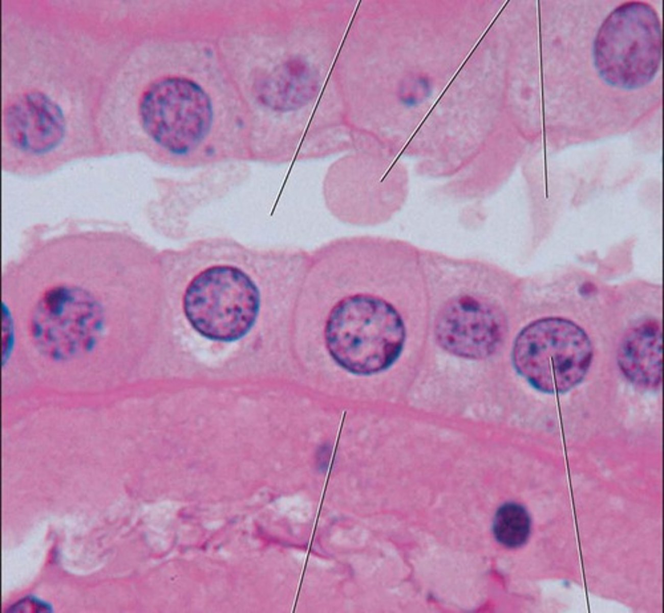 <p>Function: secretion and absorption</p><p>Location: Kidney tubules; ducts and secretory portions of small glands, ovary surface.</p>