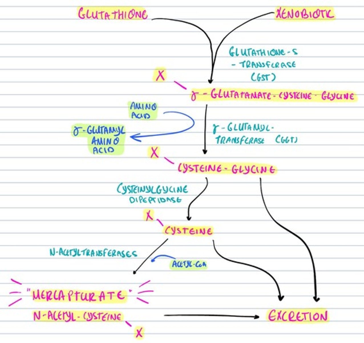 knowt flashcard image