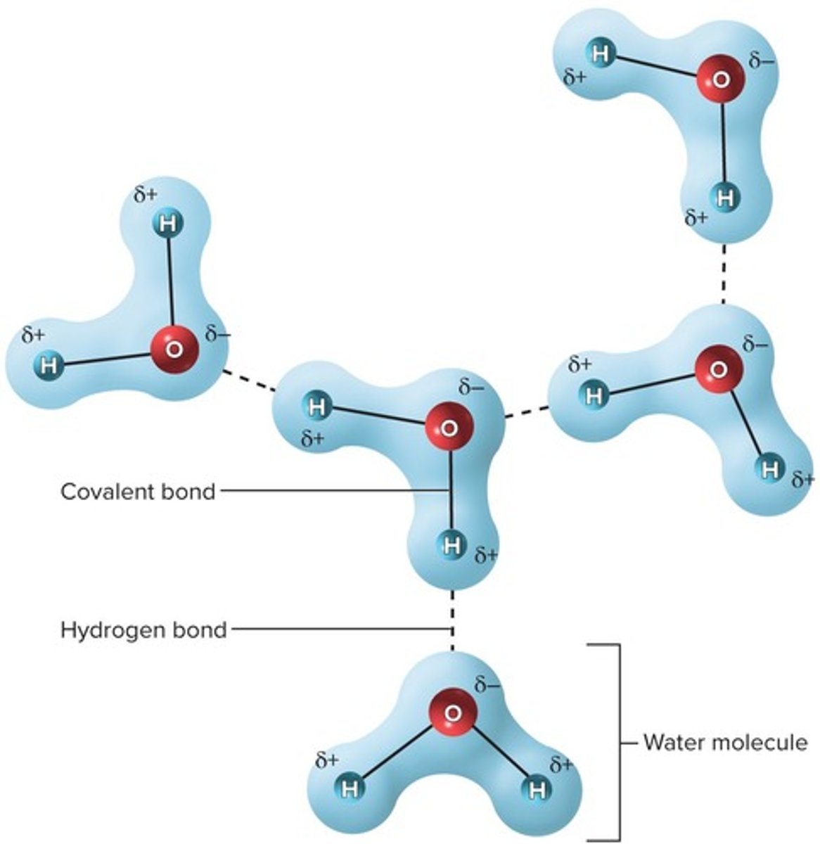 <p>Attraction between a δ+ H and a δ- N or O</p>