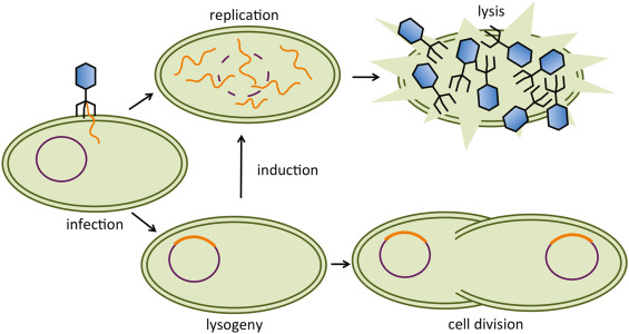 <p>Order of Lytic Cycle-</p>