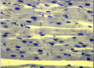 <p>propel blood throughout cardiovascular vessels</p>