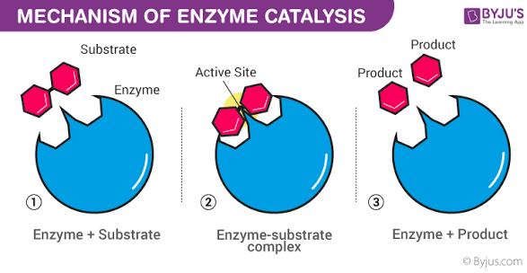 <p><mark data-color="unset" style="background-color: unset; color: inherit;">a base material, surface, or substance that supports, anchors, or acts upon something else</mark></p>