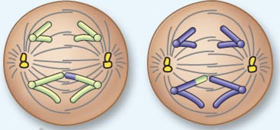 <p><span style="color: green">Anaphase II</span></p>