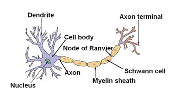 <ol><li><p>Dendrite → receives AP</p></li><li><p>Soma → Cell Body</p></li><li><p>Axon → only 1 in most cases</p></li><li><p>Terminals → end of neuron</p></li></ol><p></p>