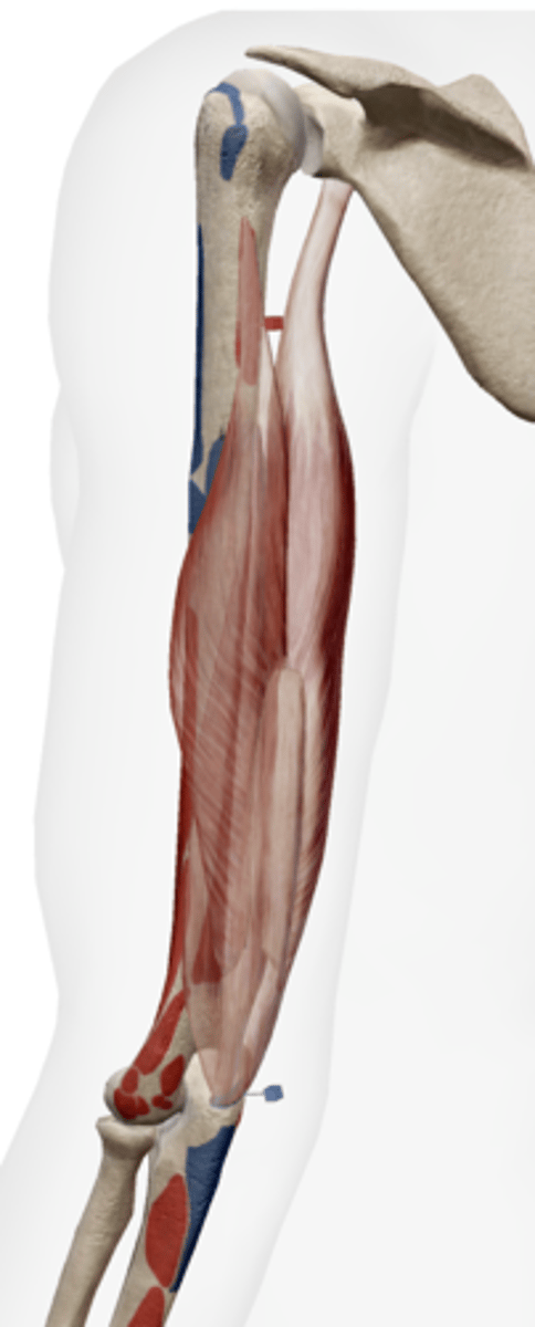 <p>olecranon of ulna</p>