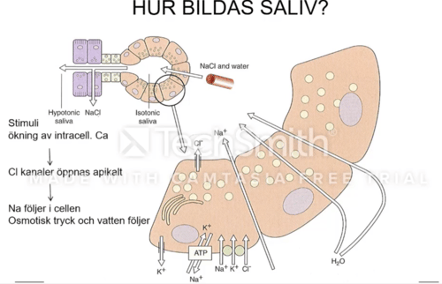 <p>1. Stimuli ger ökning av Ca2+ intracellulärt i acinarcellerna<br><br>2. Ca2+ som strömmar in i cellen gör att Cl-kanaler apikalt och möjliggör aktiv transport av Cl- till lumen från interstitium och Na+ följer passivt med<br><br>3. Jonerna som strömmat in i lumen bildar ett osmotiskt tryck som gör att vatten dras in i lumen<br><br>4. Vatten och jonerna i lumen bildar isoton (primärsaliv) med hög salthalt<br><br>5. Primärsalivet färdas från lumen genom ductus där Na+ och Cl- tas upp och HCO3- samt K+ tillsätts vilket ger hypoton (sekundärsaliv) som utsöndras till munhålan</p>