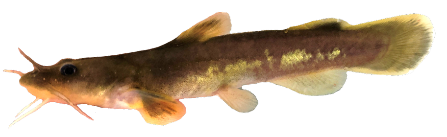 <p>Ictaluridae;</p><p>Stonecat madtom;</p><p><span><span>Noturus flavus</span></span></p>