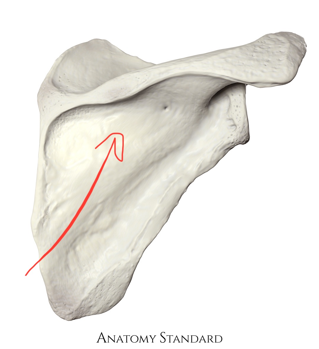 <p>scapula, valley below scapular spine</p>
