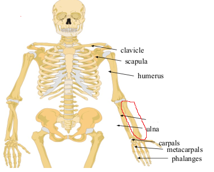 <p>What bone is this?</p>