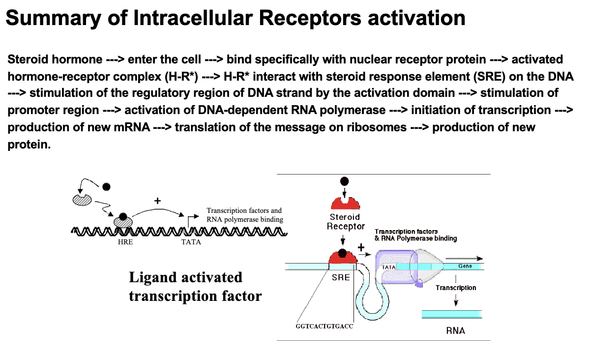 <ul><li><p>The activated hormone-receptor complex interacts with a specific sequence of DNA referred to as a hormone response element (HRE)</p></li></ul><p></p>