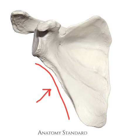 <p>scapula, brazil/lagos</p>