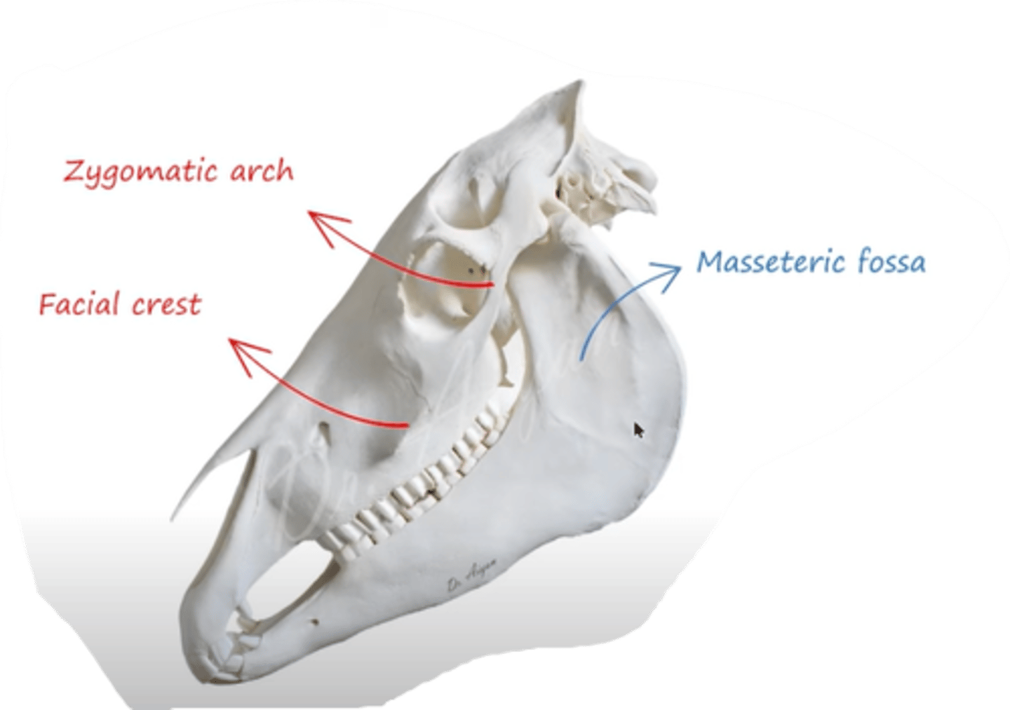 <p>muscle that forms from arcus zygomaticus and from crista facialis, then inserts to fossa masseterica?<br>- what parts does it have?</p>