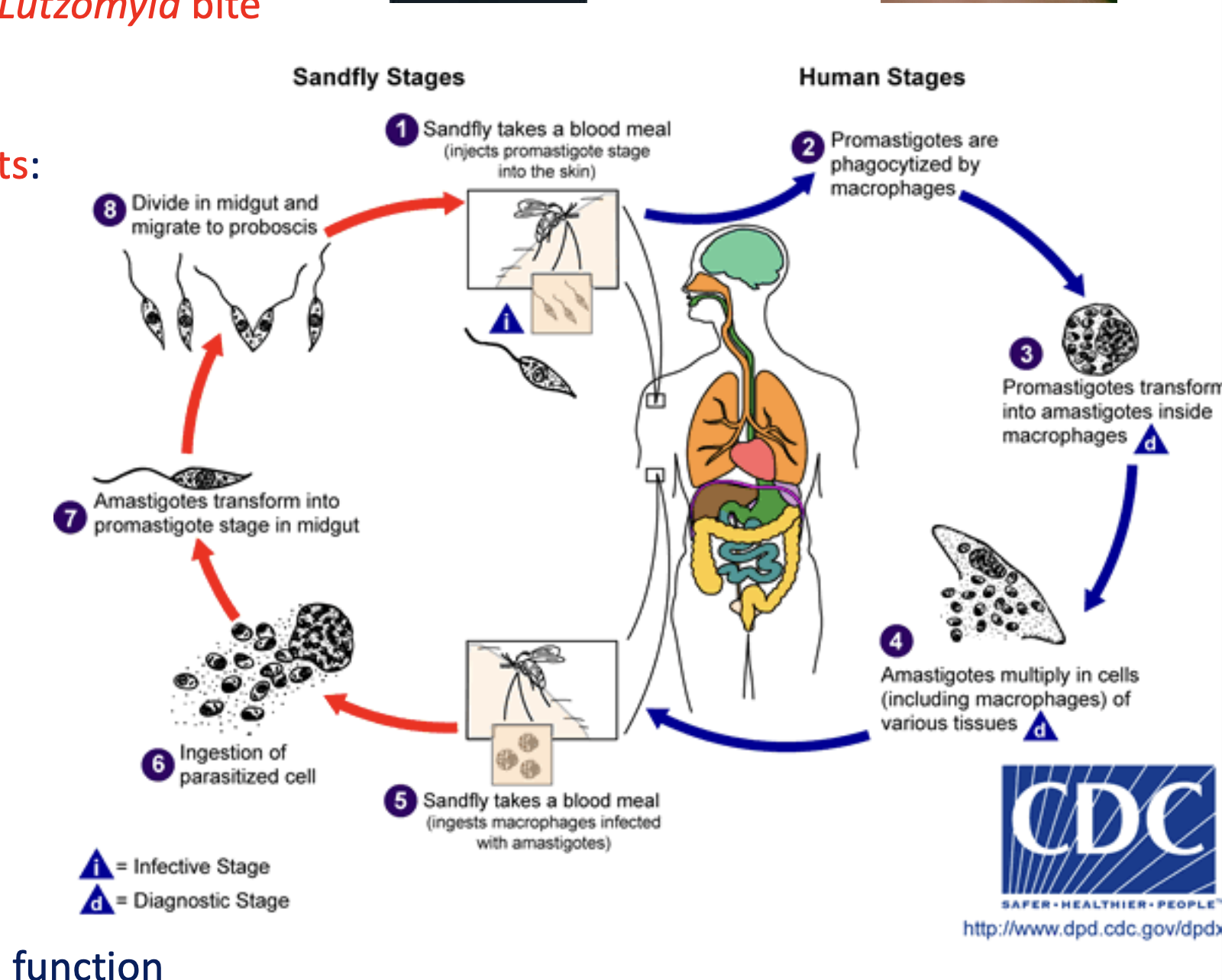 <p>This is a vector-borne transmission. A sandfly takes a blood meal from a human. <strong>Promastigotes</strong> enter the host through the blood circulation and are phagocytosed by macrophages. Then, the promastigotes transform into <strong>amastigotes</strong> inside the macrophage. The amastigotes multiply. A sandfly takes a blood meal and ingests the macrophages with the amastigotes inside. The amastigotes then become promastigotes again and live inside the sandfly. Next time, the sandly will take a blood meal, it will infect the human again to repeat the cycle.</p>