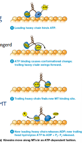 <ul><li><p>ATP bindt op ATP bindingsplaats van eerste hoofdje</p></li><li><p>Conformatieverandering van 1e hoofdje → wordt via nek doorgegeven waardoor achterste hoofdje naar voor slingert.</p></li><li><p>Hoofdje bindt op de bèta subeenheid.</p></li><li><p>Op achterste hoofdje ATP hydrolyse → dissociatie van MT en ADP op het voorste hoofdje wordt losgelaten waardoor een nieuwe cyclus kan beginnen.</p></li></ul><p></p>