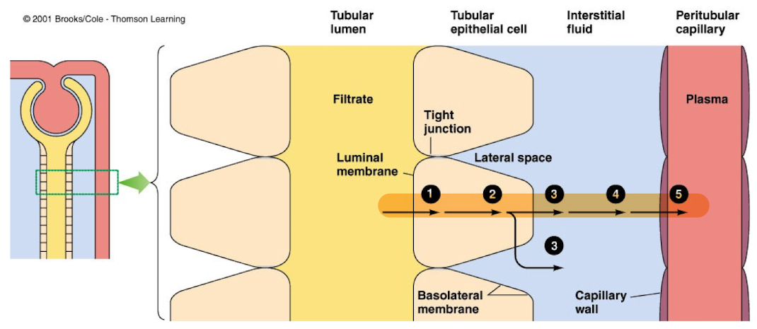 <ul><li><p>Throughout its entire length, tubule is one cell-layer thick</p></li><li><p>Tubular epithelial cells have a luminal membrane and a basolateral membrane. Adjacent tubular cells form tight junctions</p></li><li><p>Interstitial fluid fills the gaps (lateral spaces) btwn epithelial cells. </p></li><li><p>Except for water, materials must pass through the cells to leave tubular lumen and enter the blood</p></li></ul><p></p>
