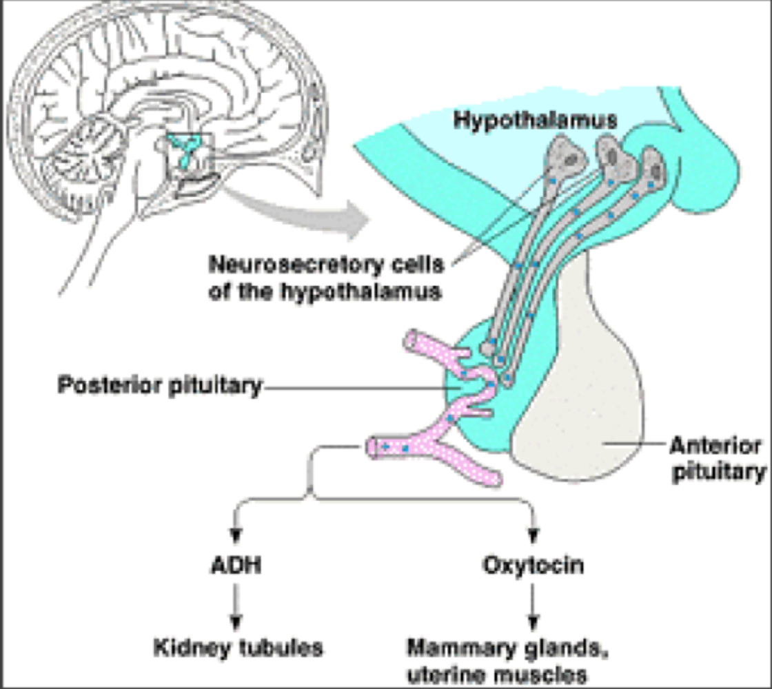<p>oxytocin (OXT)&nbsp;</p>