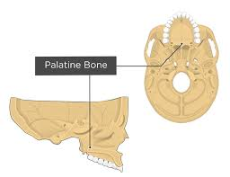 <p>what type of bone is this </p>