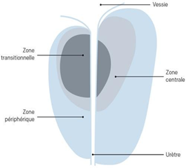 <ol><li><p>zone périphérique </p></li><li><p>zone de transition </p></li><li><p>zone centrale</p></li></ol><p></p>