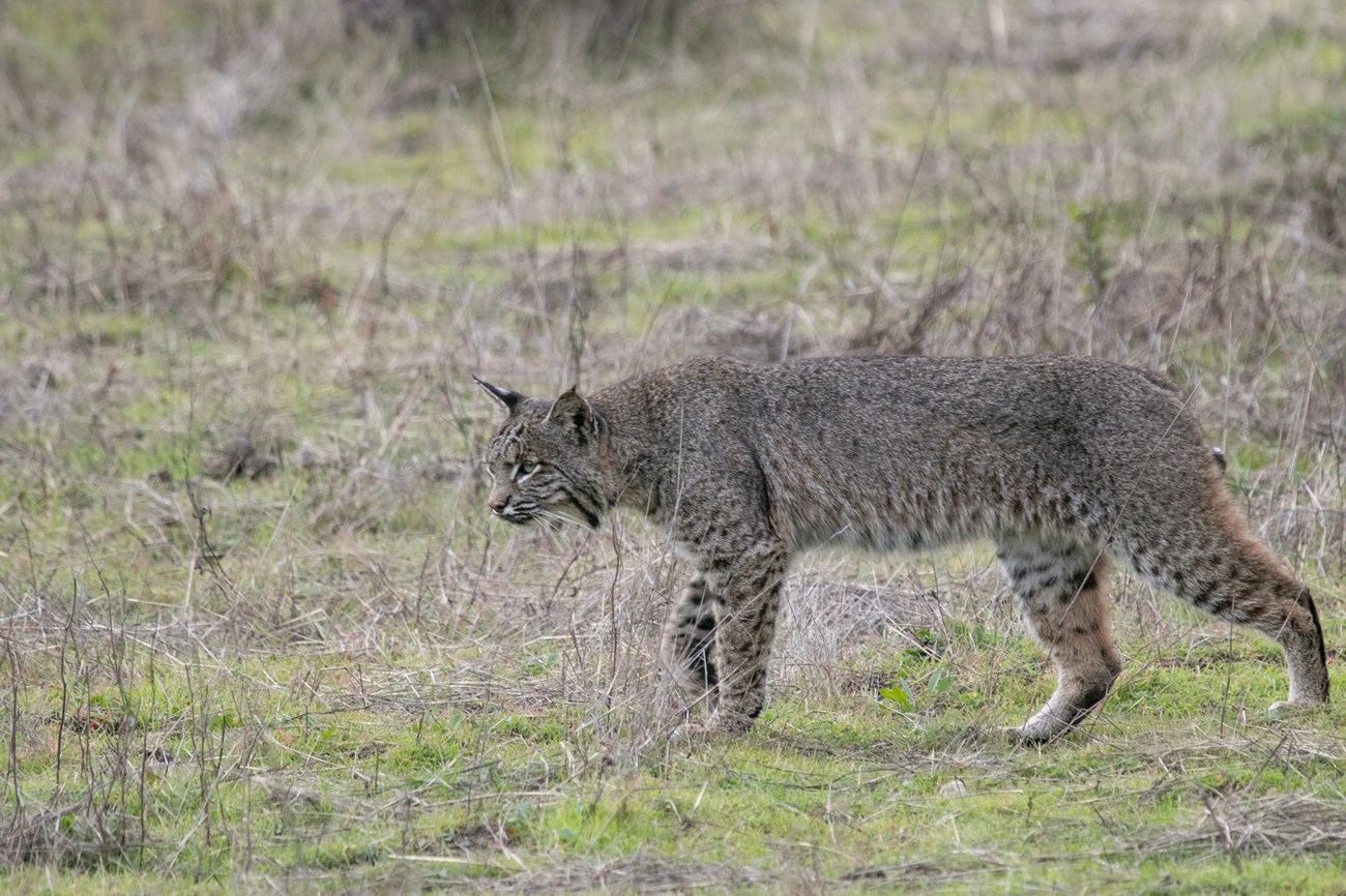 <p>Bobcat</p>