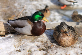 <p>Since a niche can only be occupied by one species at a time, species that compete for identical resources either need to adapt or be eliminated.</p><p>So competitive exclusion refers to the inevitable elimination of a species who have identical needs for the same resources and occupy the same niche.</p>