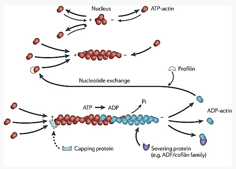 <p>_____ _____ can stabilize or destabilize actin filaments &amp; microtubules</p><p></p><ul><li><p><span>Some bind actin monomers or tubulin dimers</span></p><ul><li><p><span>Prevent binding to filaments/tubules</span></p></li><li><p><span>Maintains reserve pool of monomers</span></p></li></ul></li><li><p><span>Capping protein – stabilizes plus end of filament</span></p></li><li><p><span>Another protein severs the filament</span></p></li></ul><p></p>