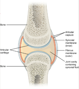 <p>have a joint cavity </p><p>articulating joints are not directly connected</p>