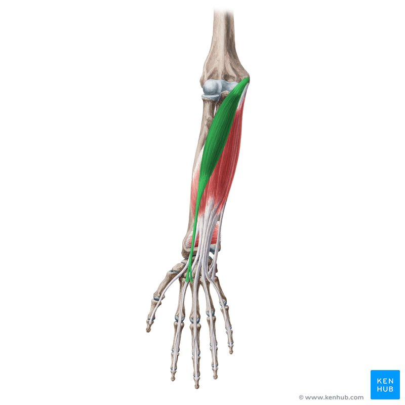 <p>Powerful wrist flexor/abductor; located on anterior forearm.</p>
