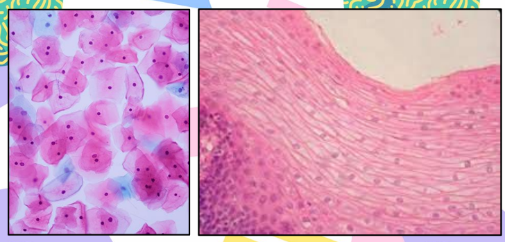 <p>Squamous epithelial cells function</p>