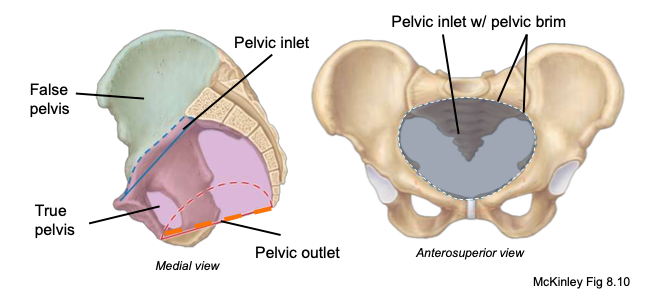 <p>inferior opening defined by ischial tuberosities; the size of this outlet is important for a successful birth</p>