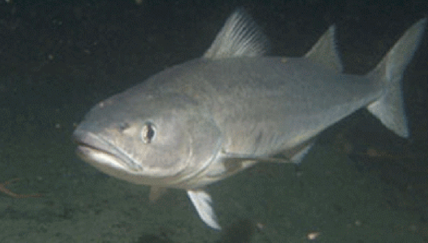 <p>Family Anoplopomatidae</p>