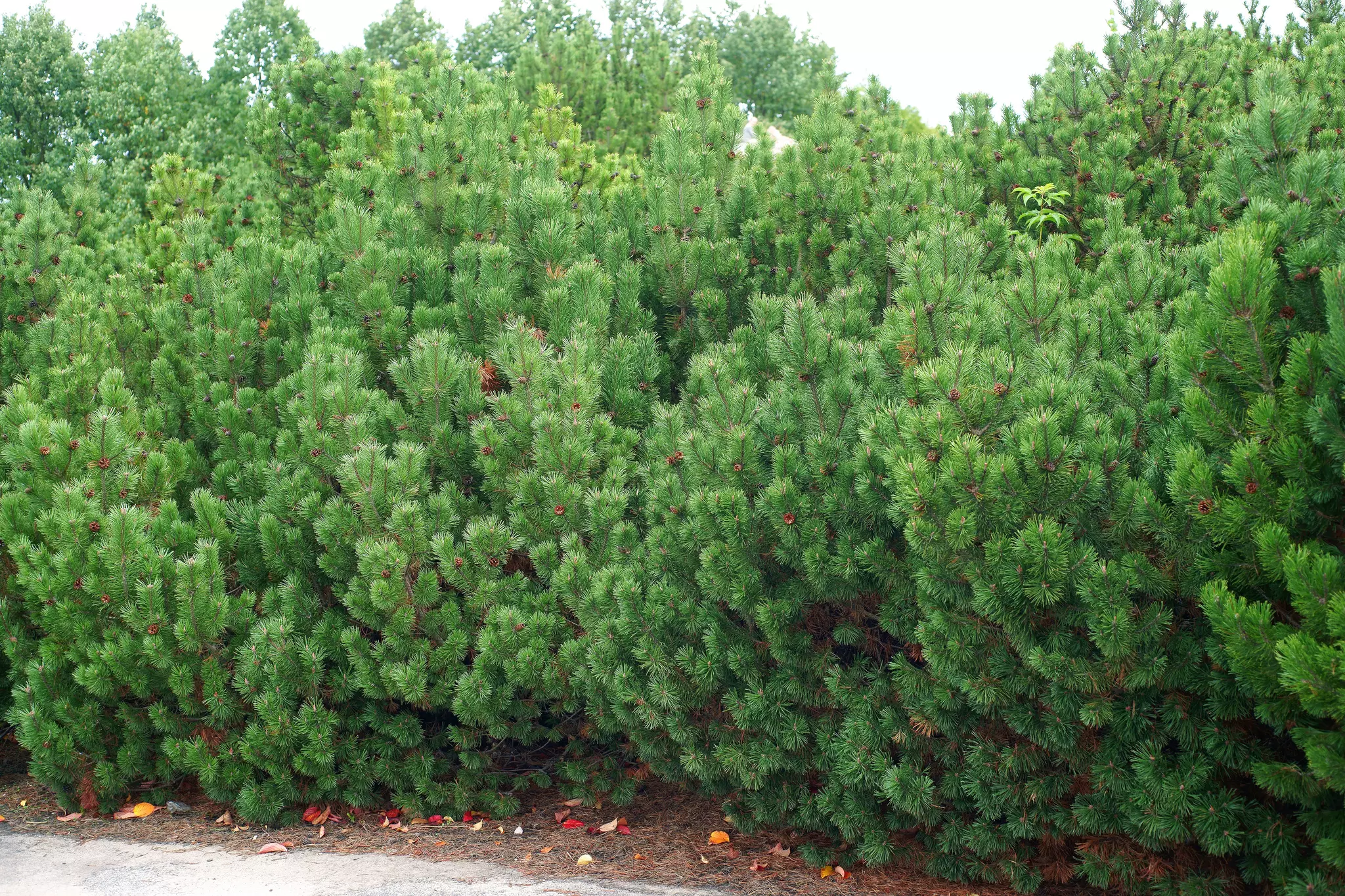 <p>Vuorimänty</p>