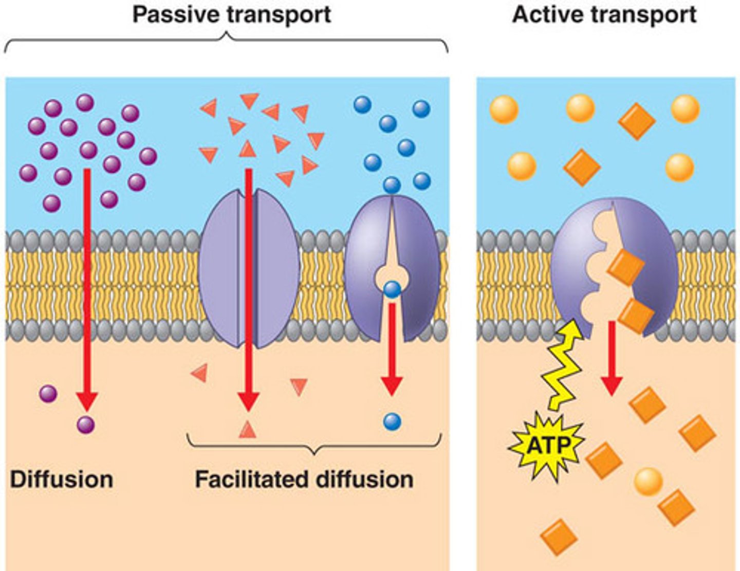 <p>passive: passes through membrane from high to low</p><p>facilitated: passes through membrane from high to low through CARRIER PROTEIN</p><p>**no energy needed for both (unlike active)</p>