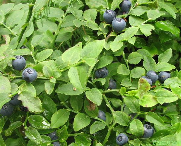 <p><span>borůvka černá</span></p>