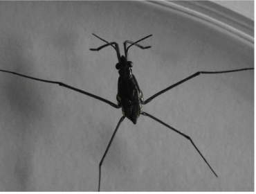 <p>Class 5 – Air Breathing</p>